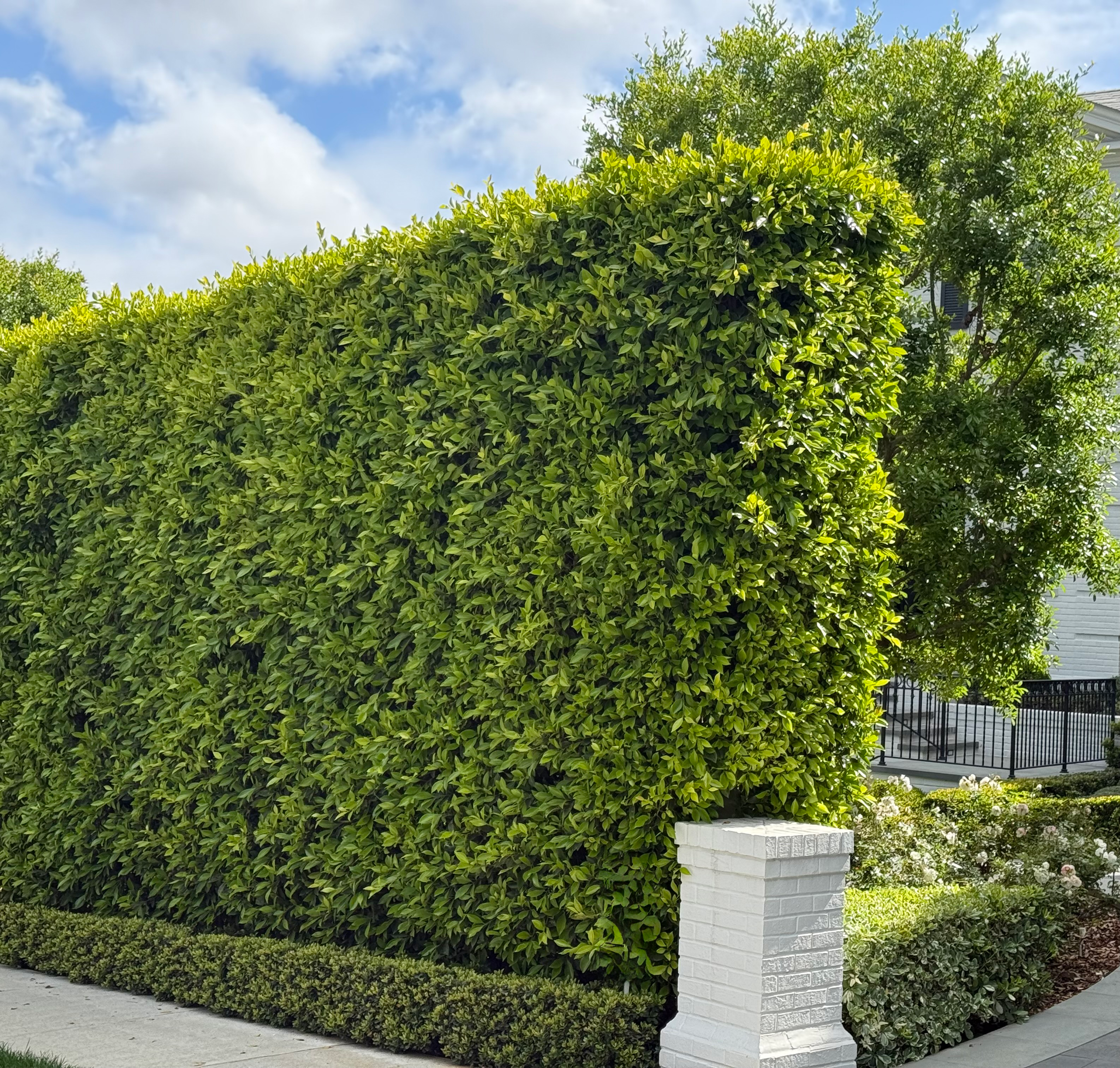 product photo of Indian Laurel 1 Gallon (2-3 feet)